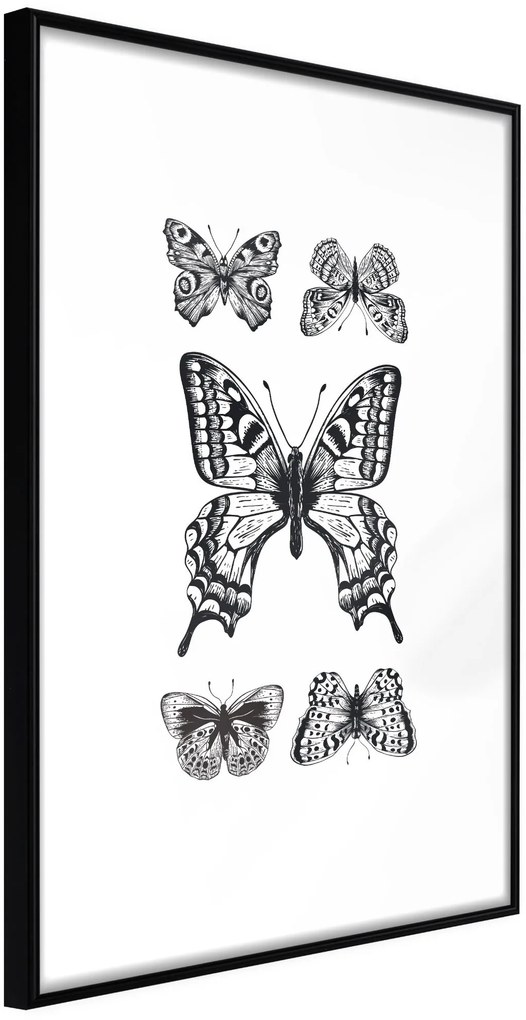 Αφίσα - Butterfly Collection IV - 30x45 - Μαύρο - Χωρίς πασπαρτού