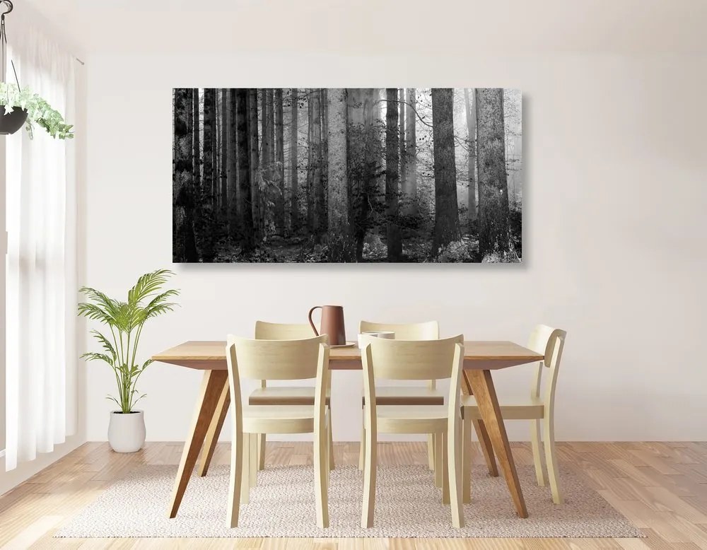 Εικόνα του μυστικού του δάσους σε ασπρόμαυρο