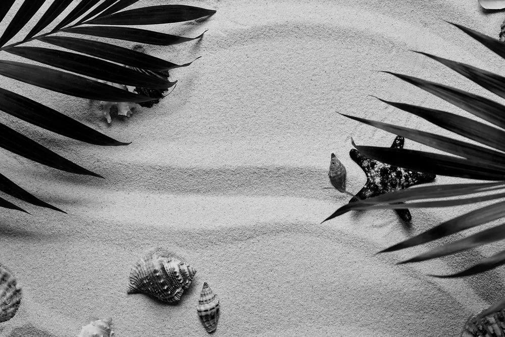 Εικόνα κοχυλιών κάτω από φύλλα φοίνικα σε ασπρόμαυρο - 60x40
