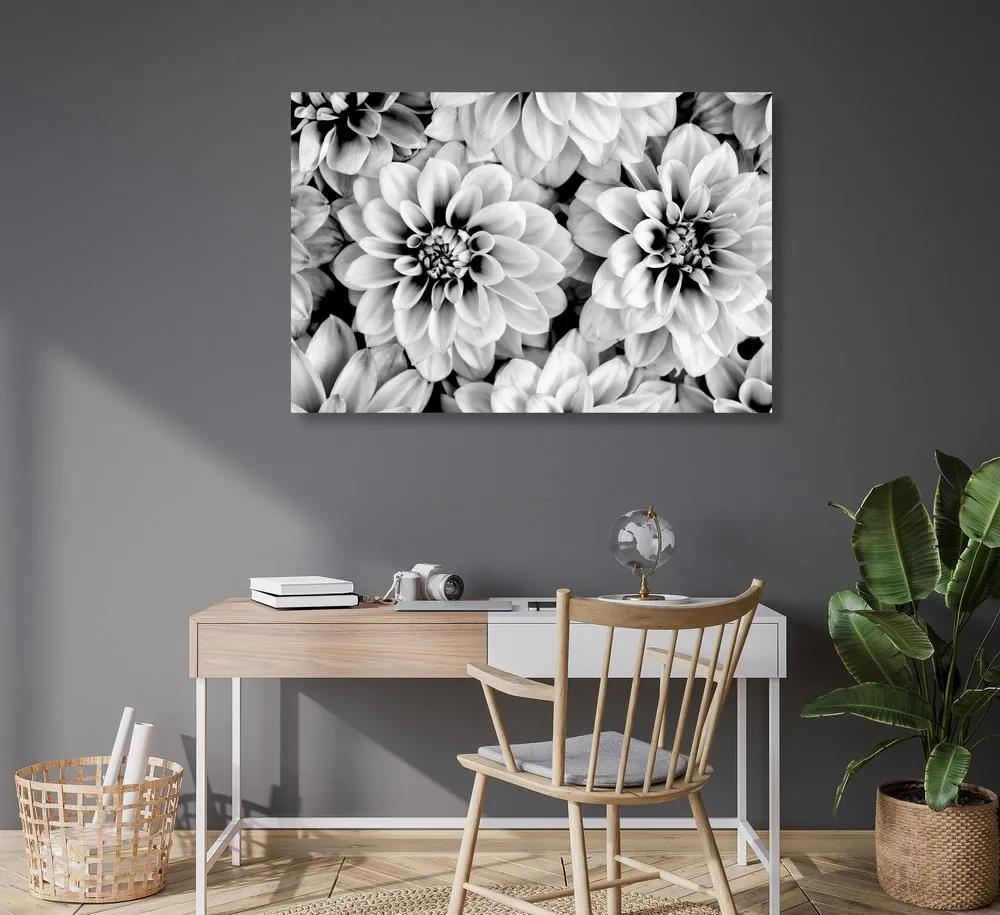 Εικόνα τρυφερών λουλουδιών ντάλιας σε μαύρο & άσπρο - 90x60