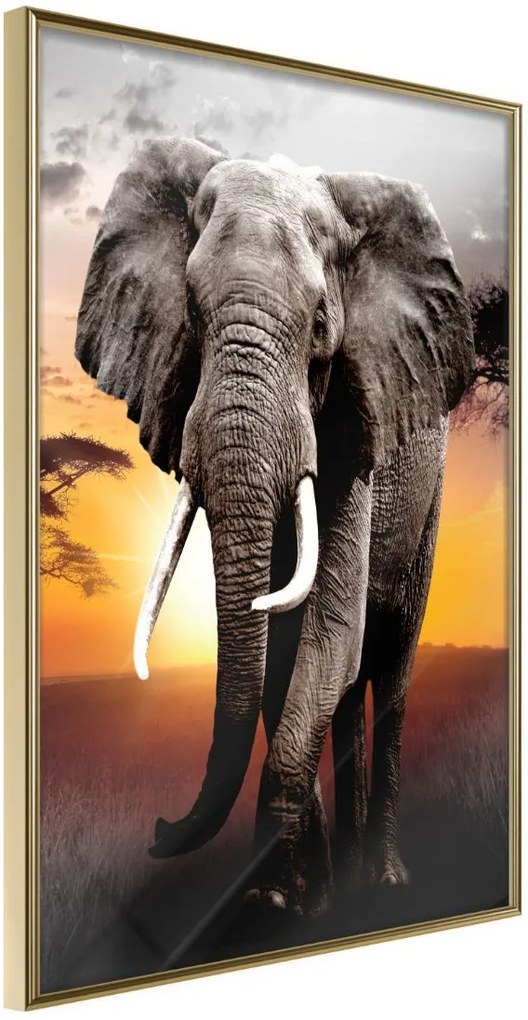 Αφίσα - Majestic Elephant - 30x45 - Χρυσό - Χωρίς πασπαρτού