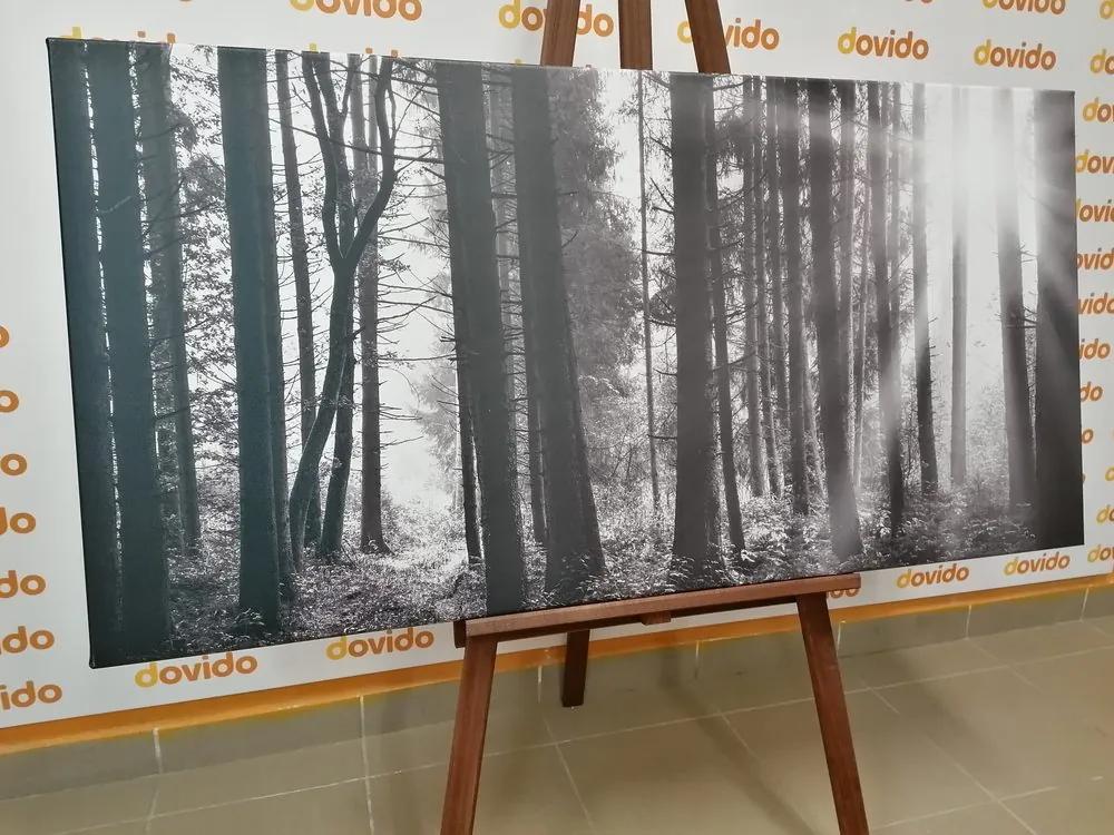 Εικόνα δάσους ηλιόλουστο σε μαύρο & άσπρο - 100x50