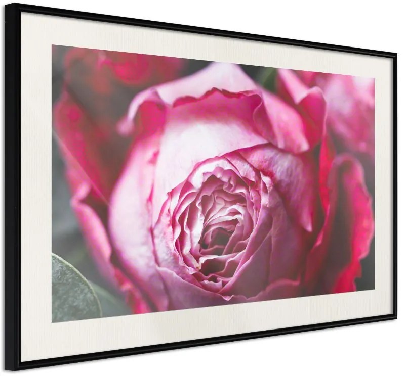 Αφίσα - Blooming Rose - 30x20 - Μαύρο - Με πασπαρτού