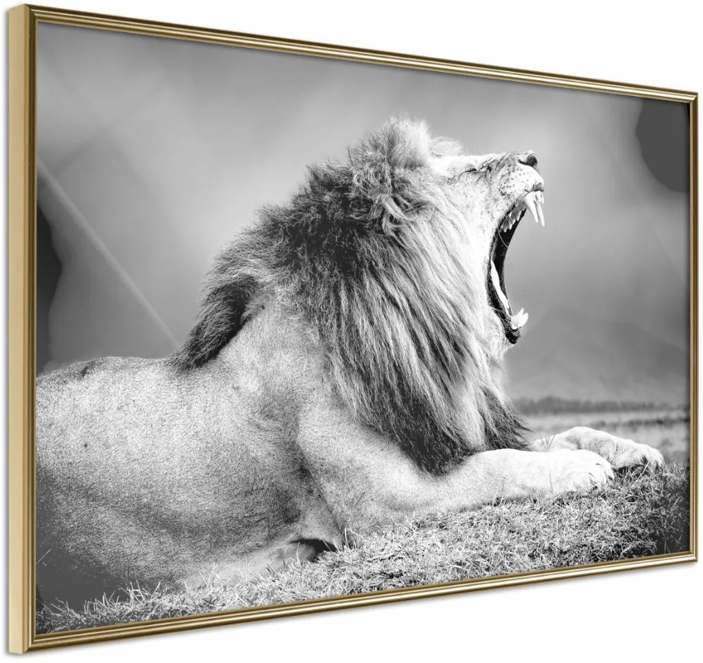 Αφίσα - Yawning Lion - 45x30 - Χρυσό - Χωρίς πασπαρτού