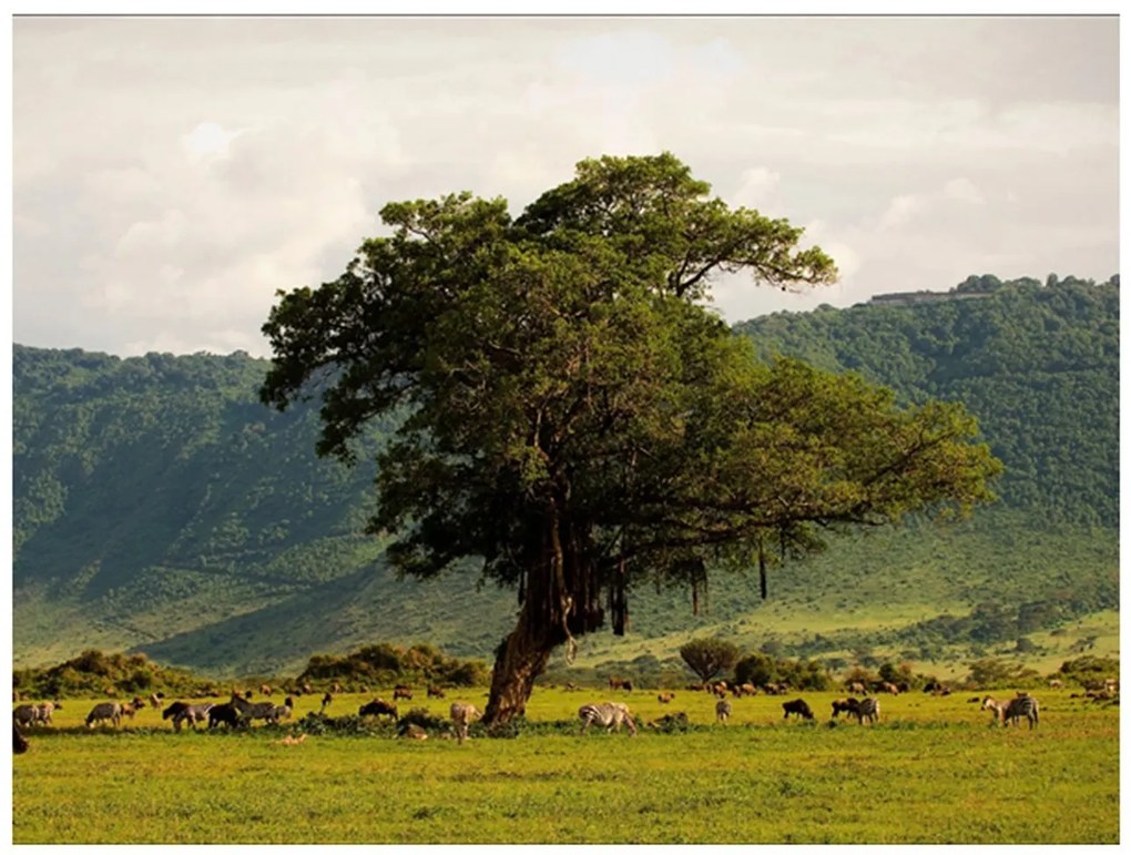 Φωτοταπετσαρία - In a crater of Ngoro ngoro 200x154