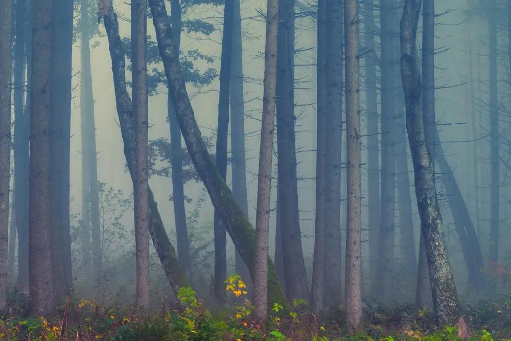 Εικόνα μυστηριώδες δάσος - 90x60