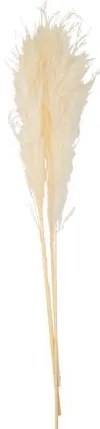 Beauty Home PAMPAS ΕΚΡΟΥ 80 CM   3 ΤΜΧ