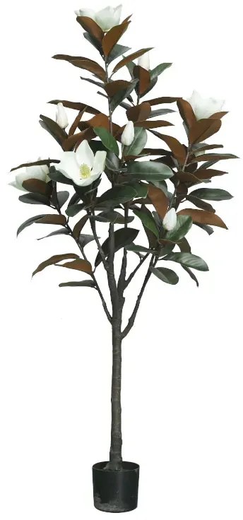 MarHome ΔΕΝΤΡΟ ΛΕΥΚΟ ΜΑΝΩΛΙΑ ΣΕ ΓΛΑΣΤΡΑ Υ155cm 2/ΚΙΒ  04-22054