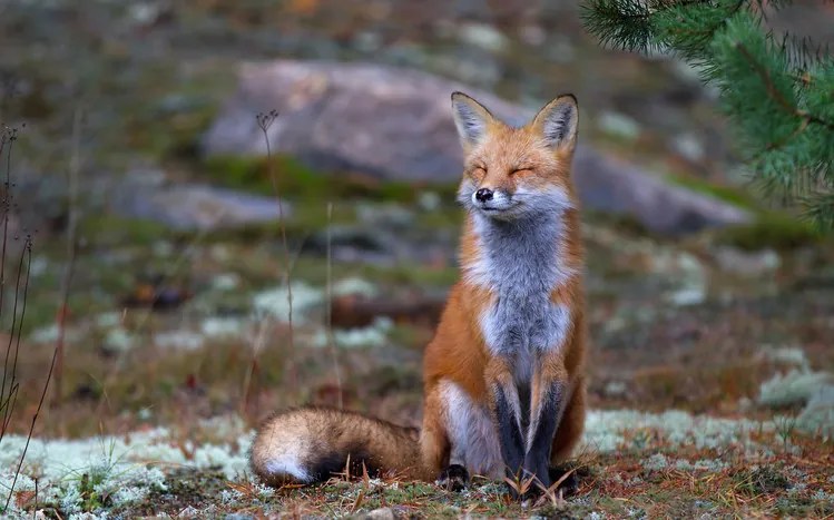 Φωτογραφία Fox Zen - Algonquin Park, Jim Cumming