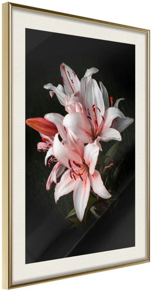 Αφίσα - Pale Pink Lilies - 30x45 - Χρυσό - Με πασπαρτού