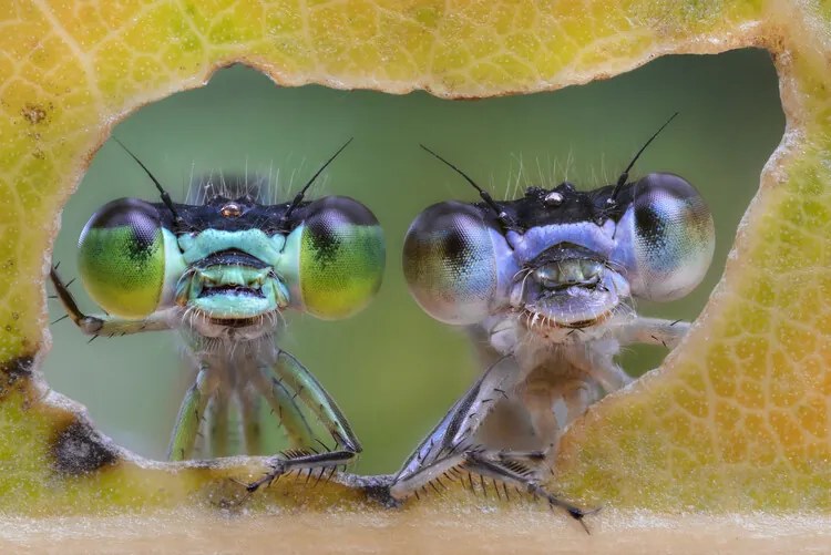 Φωτογραφία Two nice faces, Alberto Ghizzi Panizza