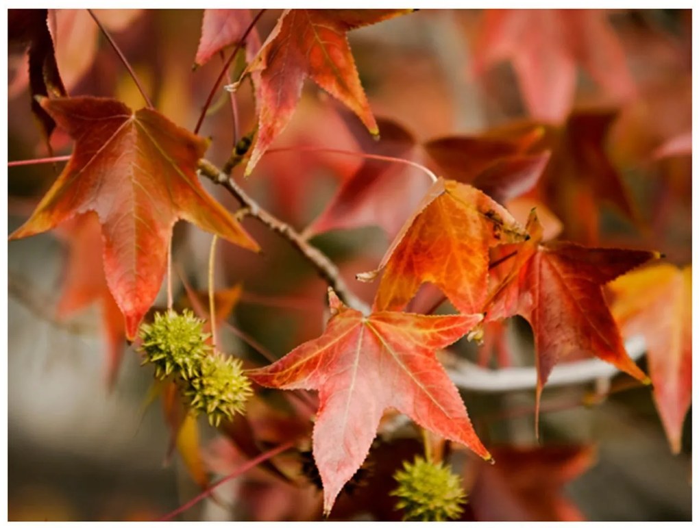 Φωτοταπετσαρία - Chestnut 400x309