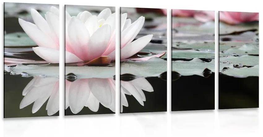 Εικόνα 5 τμημάτων λουλούδι λωτού - 100x50