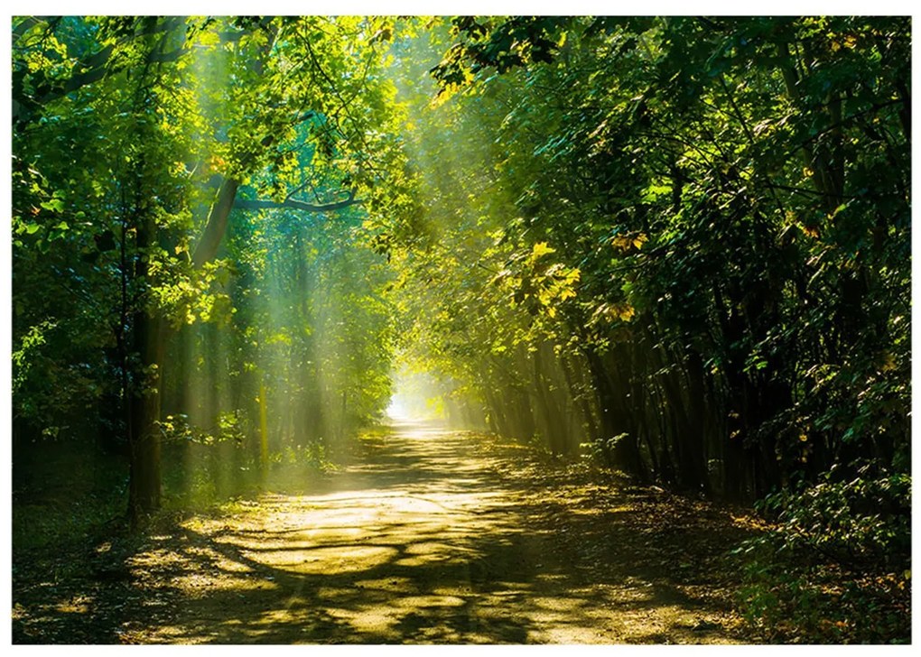 Φωτοταπετσαρία - Road in Sunlight 350x245