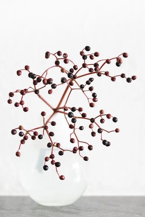 Φωτογραφία Vase_berries, Studio Collection