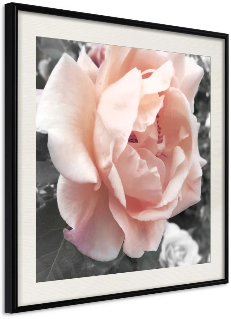 Αφίσα - Delicate Rose - 50x50 - Μαύρο - Με πασπαρτού