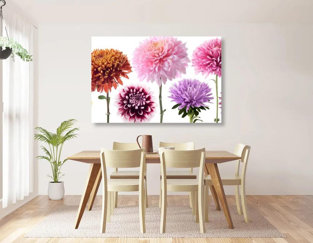 Εικόνα λουλούδια ντάλιας σε πολύχρωμο σχέδιο - 90x60