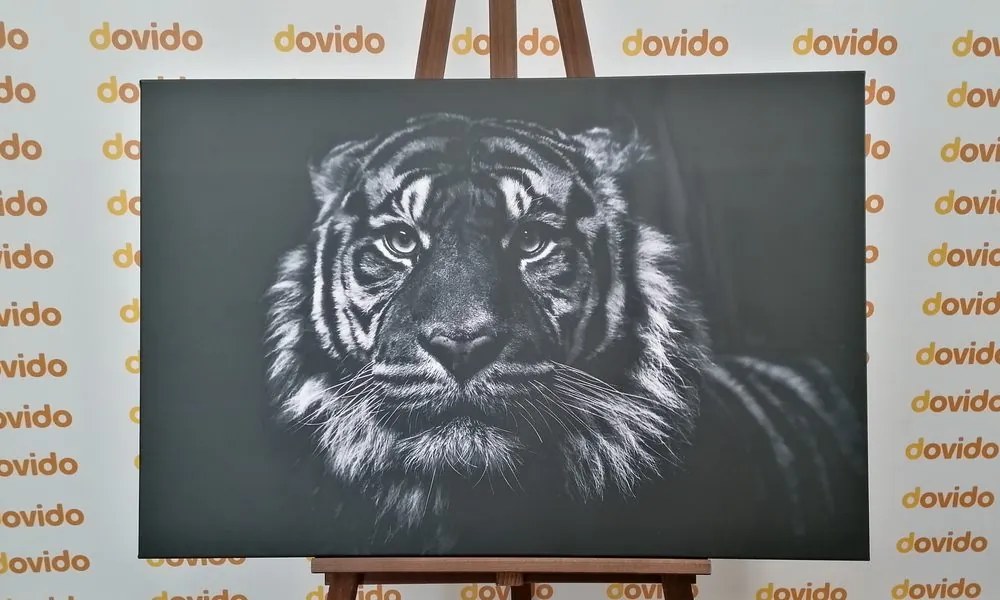 Εικόνα τίγρη σε ασπρόμαυρο - 60x40