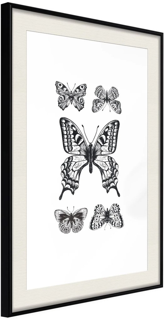 Αφίσα - Butterfly Collection IV - 30x45 - Μαύρο - Με πασπαρτού