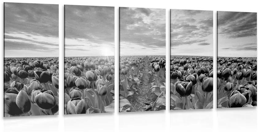 Εικόνα 5 μερών της ανατολής του ηλίου πάνω από ένα λιβάδι με τουλίπες σε μαύρο και άσπρο - 200x100