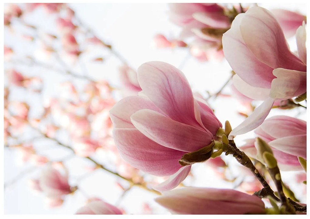 Φωτοταπετσαρία - Pink magnolia 200x154