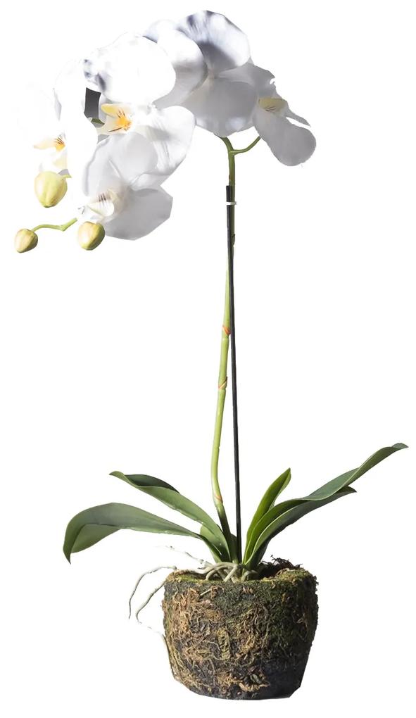 Supergreens Τεχνητό Φυτό Ορχιδέα Phalaenopsis Real Touch Λευκή με Βάση Moss 60 εκ.