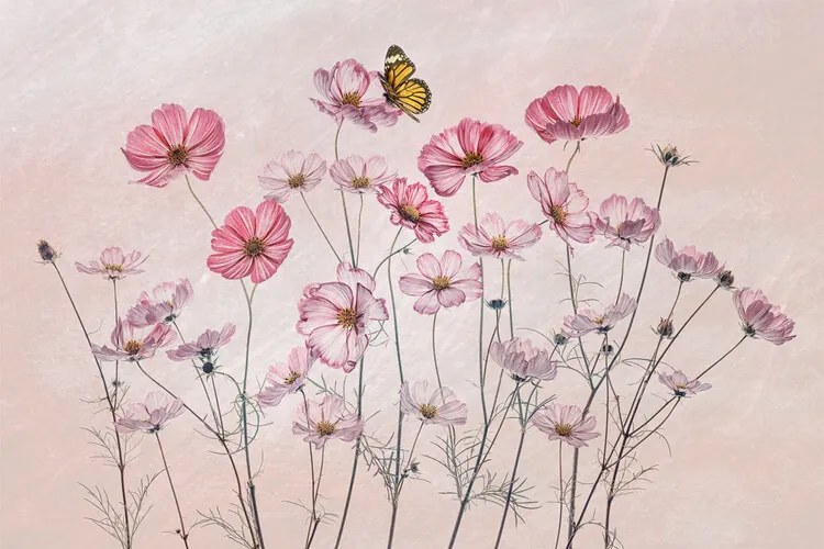 Εικονογράφηση Cosmos and Butterfly, Lydia Jacobs