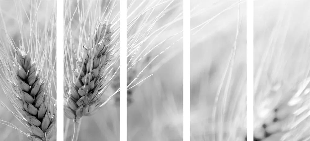 Εικόνα 5 μερών ενός χωραφιού με σιτάρι σε ασπρόμαυρο - 100x50