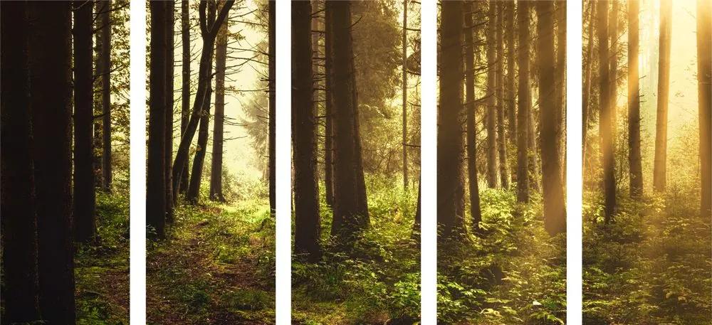 Δάσος με εικόνα 5 μερών λουσμένο στον ήλιο - 200x100