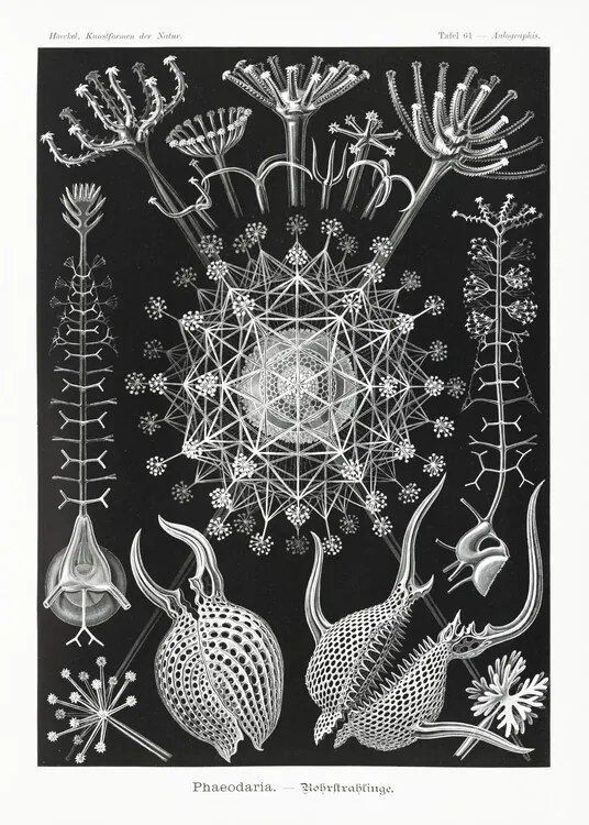 Αναπαραγωγή Phaeodaria–Rohrstrahlinge (1904), Ernst Haeckel