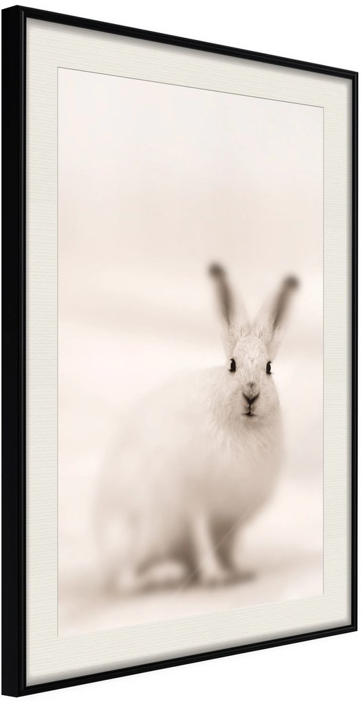 Αφίσα - Curious Rabbit - 20x30 - Μαύρο - Με πασπαρτού