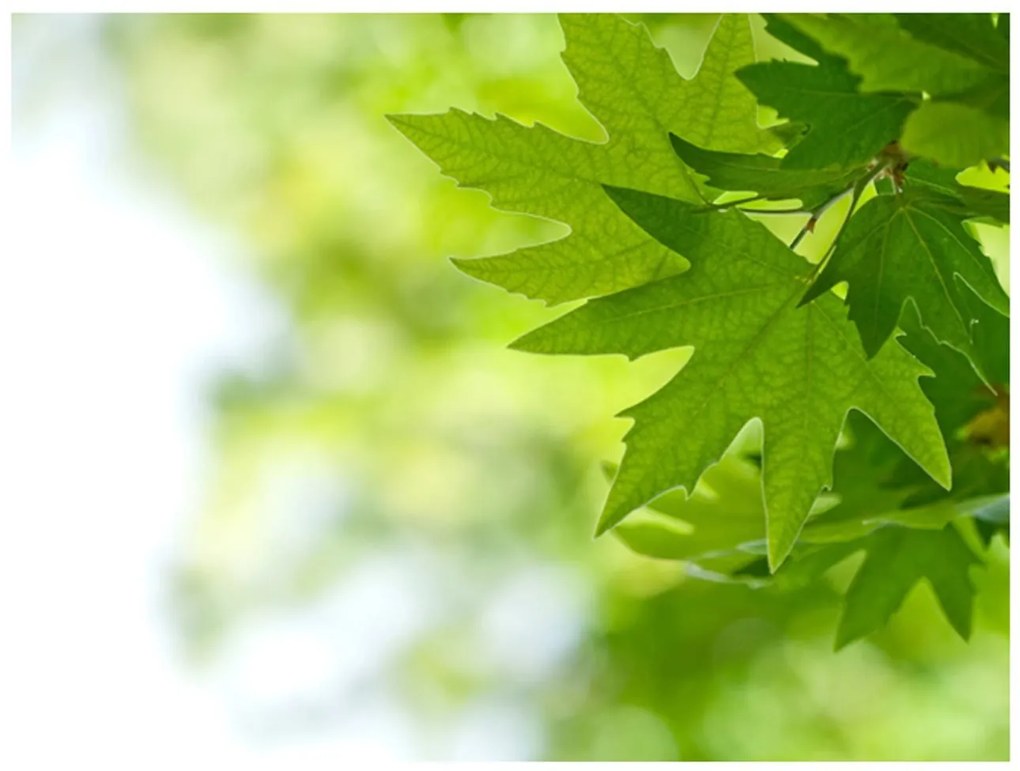 Φωτοταπετσαρία - leaves (Shallow focus) 400x309