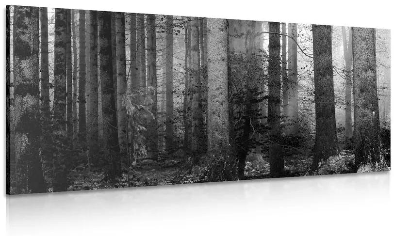 Εικόνα του μυστικού του δάσους σε ασπρόμαυρο - 100x50