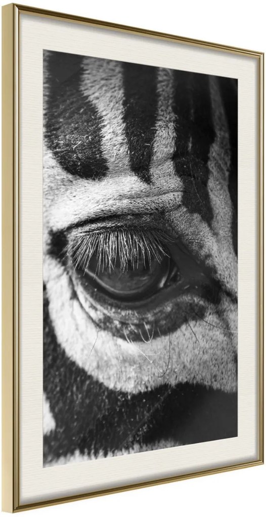 Αφίσα - Zebra Is Watching You - 30x45 - Χρυσό - Με πασπαρτού