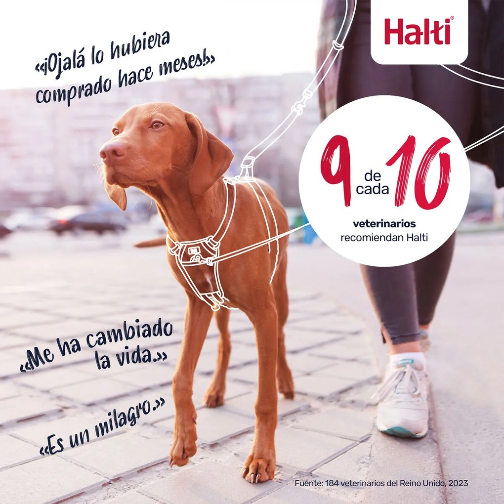 Λουρί Σκύλου Company of Animals BURNT Πορτοκαλί L