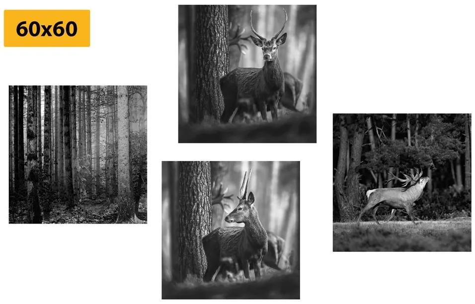 Σετ εικόνων με ζώα του δάσους σε μαύρο & άσπρο