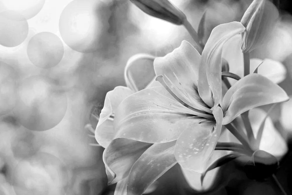 Εικόνα ενός λουλουδιού κρίνου σε αφηρημένο φόντο σε μαύρο & άσπρο - 90x60