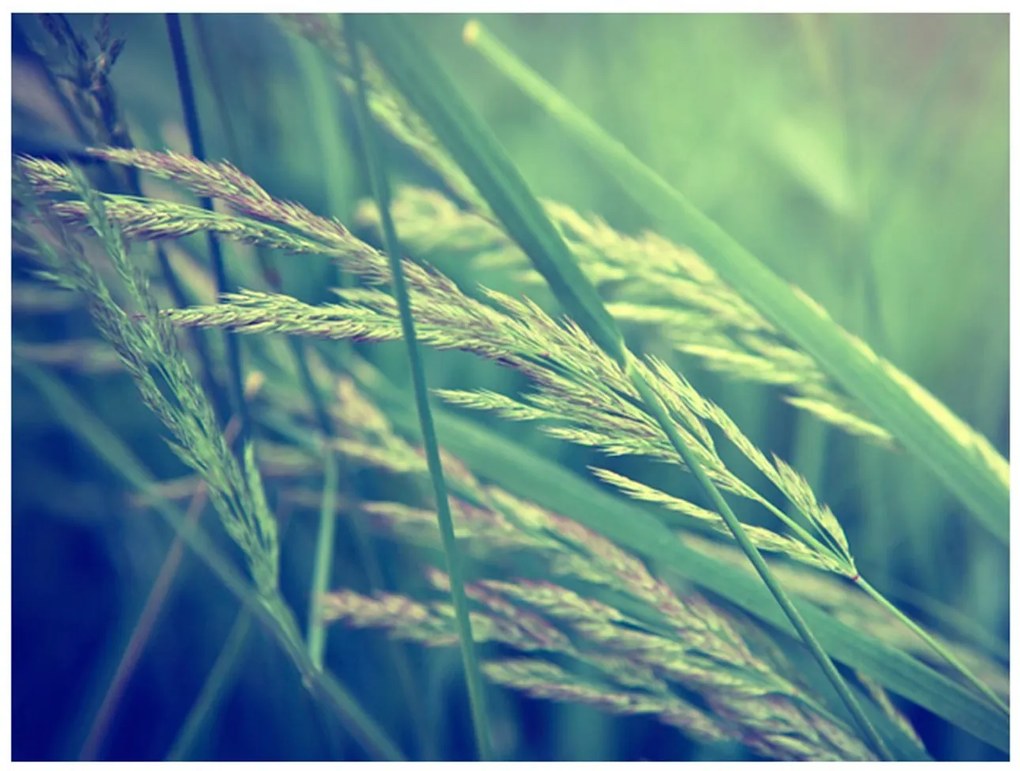 Φωτοταπετσαρία - Cereal field 250x193