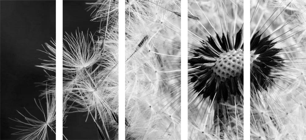 5 μέρη εικόνα σπόροι πικραλίδας σε μαύρο & άσπρο