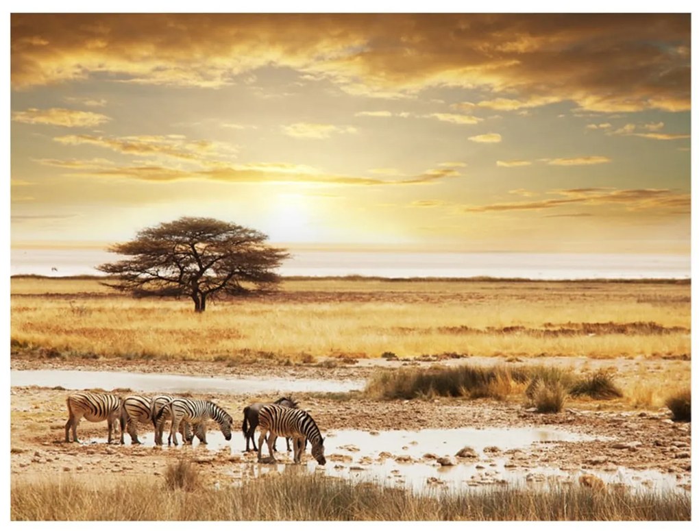 Φωτοταπετσαρία - African zebras around watering hole 300x231