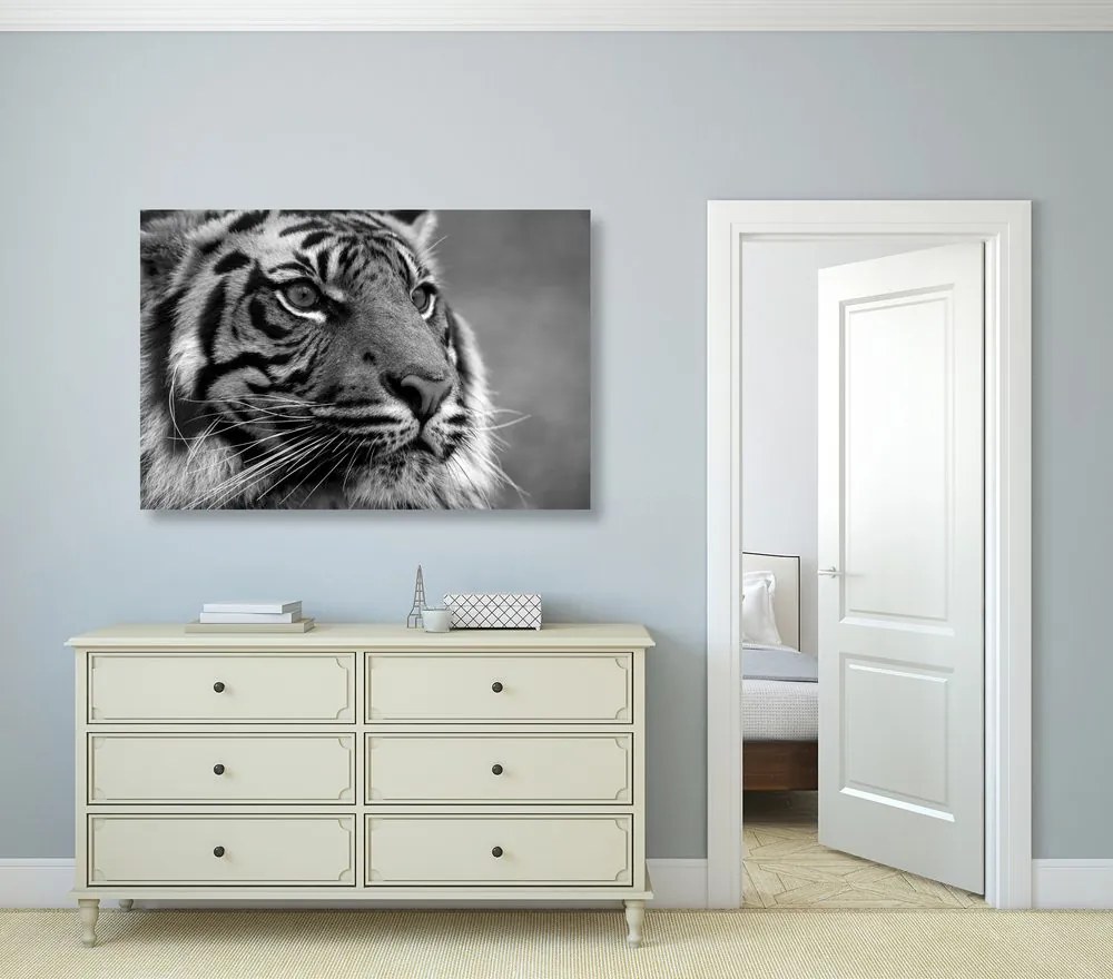 Εικόνα μιας τίγρης της Βεγγάλης σε ασπρόμαυρο - 60x40