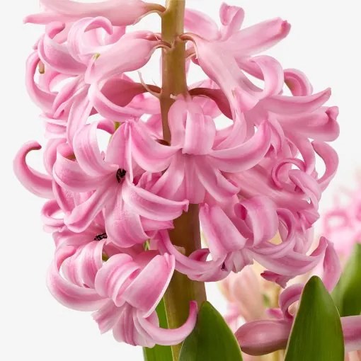 HYACINTHUS φυτό σε γλάστρα/3 βολβοί/Υάκινθος, 12 cm 605.878.42