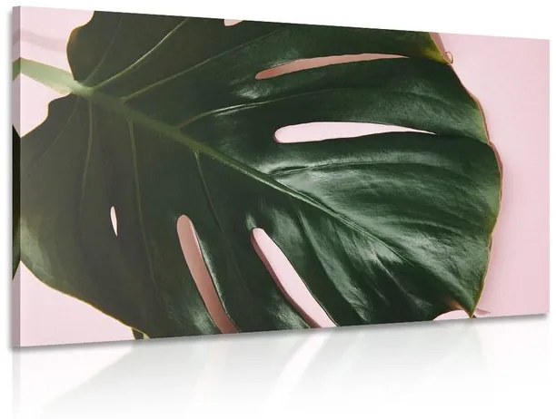 Φύλλο εικόνας φυτού monstera - 120x80
