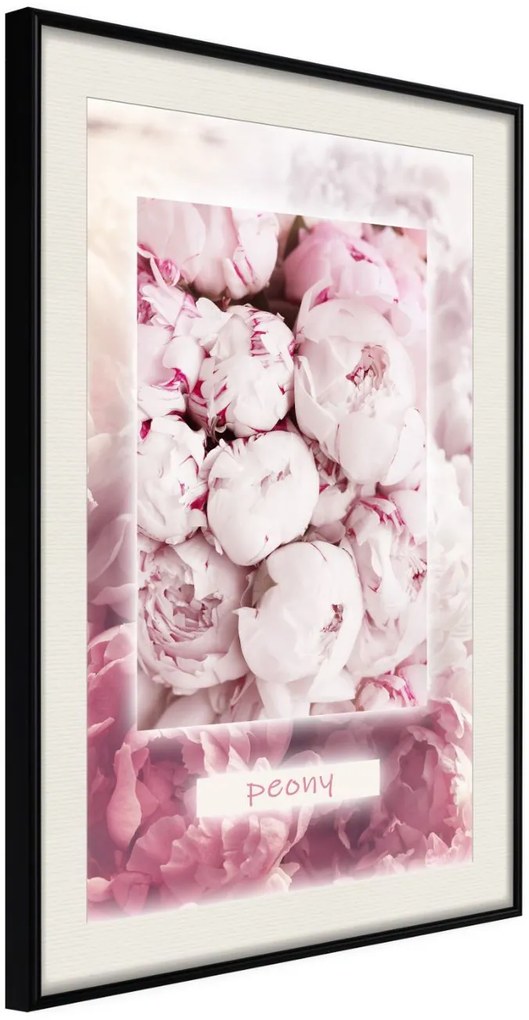 Αφίσα - Scent of Peonies - 20x30 - Μαύρο - Με πασπαρτού