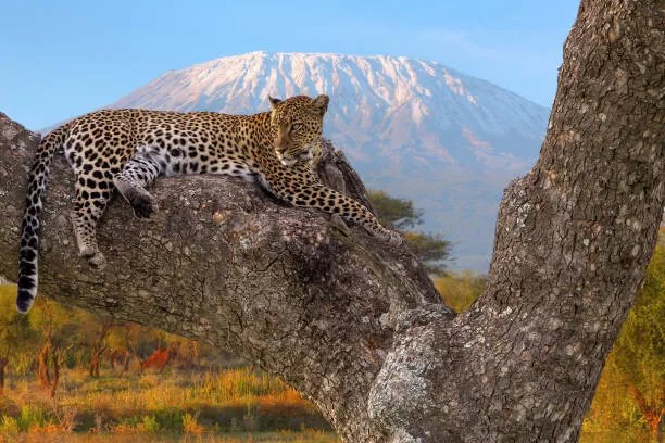 Φωτογραφία African Leopard resting, Ayzenstayn