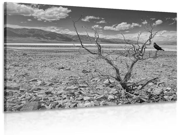 Εικόνα ασπρόμαυρης ξηρασίας τοπίου - 120x80