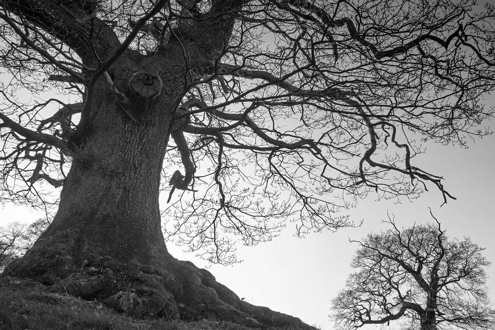Εικόνα συμβίωση δέντρων σε μαύρο & άσπρο - 90x60