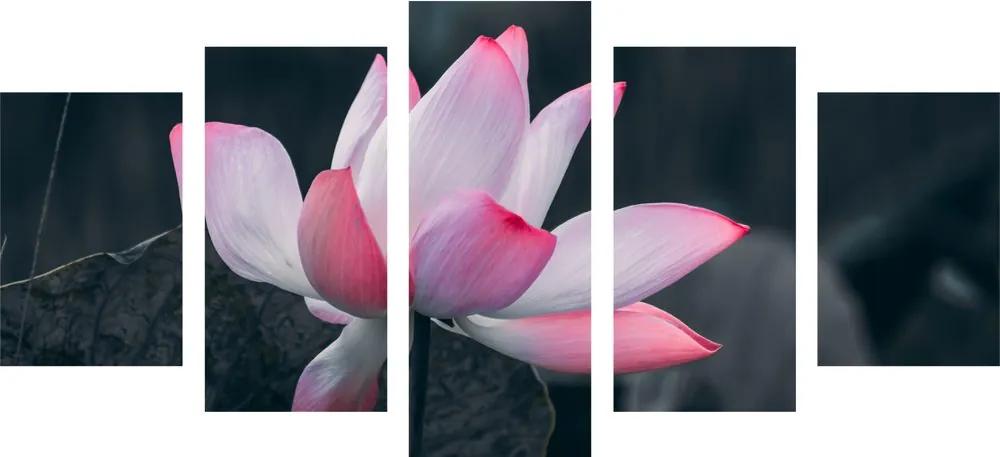Εικόνα 5 τμημάτων μαλακό λουλούδι λωτού