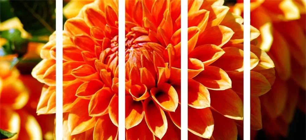 Εικόνα 5 τμημάτων πορτοκαλί ντάλια - 200x100