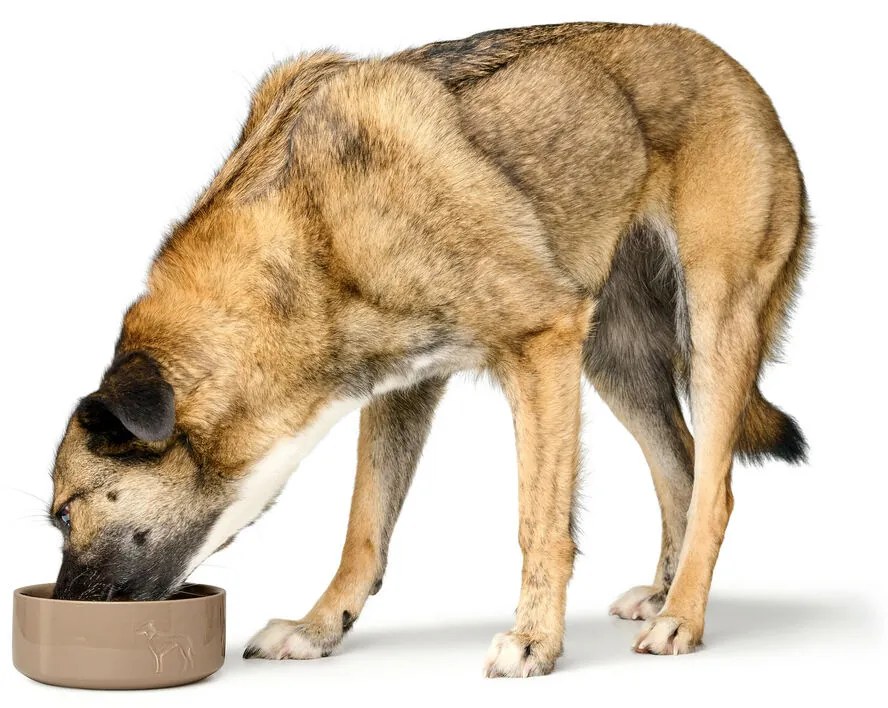 Ταΐστρα σκύλων Hunter OSBY Μπεζ Κεραμικά 1,1 L